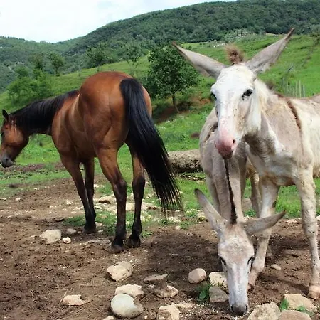 Farm stay Mazzeracca
